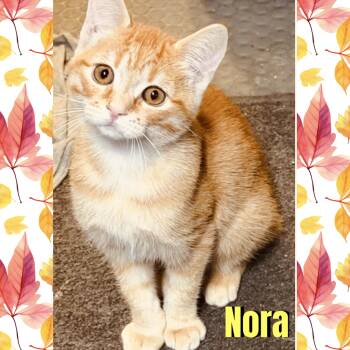 Nora -  Domestic Short Hair Cat for Adoption in Red Lodge, Montana - Nora | PetCurious