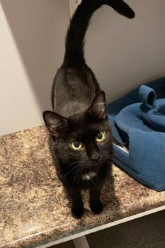 Domestic Short Hair Cats Available for Adoption in Lincoln, Nebraska - Midnight | PetCurious