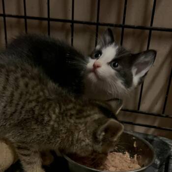 Cheep Ne. -  Domestic Short Hair Cat for Adoption in West Peoria, Illinois - Cheep Ne. | PetCurious