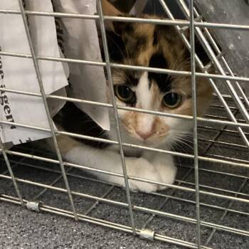 Domestic Short Hair Cats Available for Adoption in Montgomery, Alabama - Kim 1 | PetCurious
