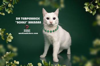 Rescue Domestic Short Hair and Turkish Van Cats for Adoption in Hemet, California - DR TEMPERANCE "BONES" BRENNAN | PetCurious