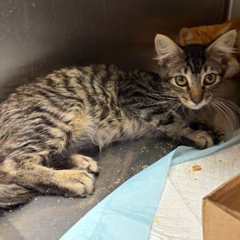 Sir Stinks-a-Lot -  Domestic Short Hair Cat for Adoption in Westminster, California - Sir Stinks-a-Lot | PetCurious