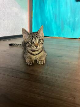 Rescue Tabby Cats for Adoption in Eugene, Oregon - Dog | PetCurious