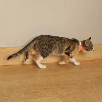 The Wave C70756 -  Domestic Short Hair Cat for Adoption in Minnetonka, Minnesota - The Wave C70756 | PetCurious