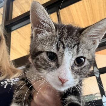 Domestic Short Hair Cats Available for Adoption in Leander, Texas - Negan | PetCurious