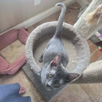 Pewter -  Domestic Short Hair Cat for Adoption in Antioch, California - Pewter | PetCurious