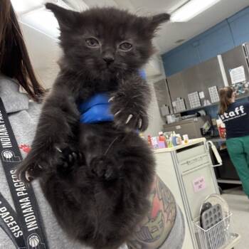 Shai -  Domestic Short Hair Cat for Adoption in Indianapolis, Indiana - Shai | PetCurious