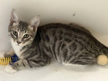 Chip -  Domestic Short Hair Cat for Adoption in Plano, Texas - Chip | PetCurious
