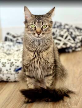 Rescue Domestic Medium Hair Cats for Adoption in Chapel Hill, North Carolina - Shasta | PetCurious