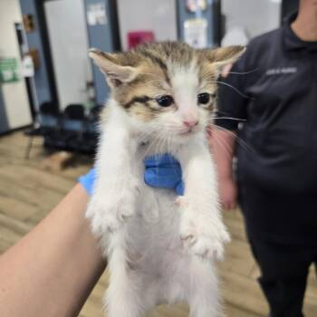 Cinco -  Domestic Short Hair Cat for Adoption in Newark, New Jersey - Cinco | PetCurious
