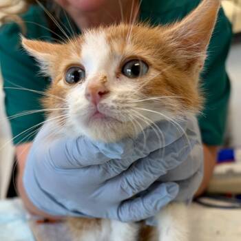 Domestic Medium Hair Cats Available for Adoption in Nashville, Tennessee - Ira | PetCurious
