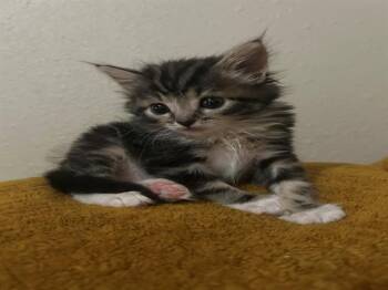 Domestic Short Hair Cats Available for Adoption in Sacramento, California - CORKY | PetCurious
