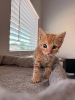 Caicos -  Domestic Short Hair Cat for Adoption in Raleigh, North Carolina - Caicos | PetCurious