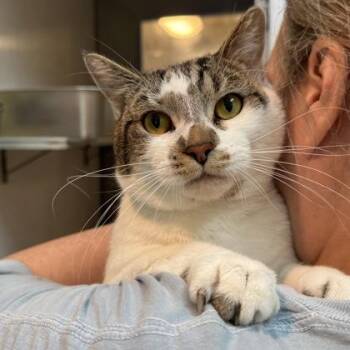 Muslin -  Domestic Short Hair Cat for Adoption in Richmond, Virginia - Muslin | PetCurious
