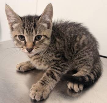 Sebastian -  Domestic Short Hair Cat for Adoption - Sebastian | PetCurious