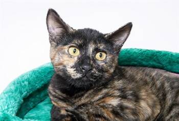 HOLLY -  Domestic Short Hair Cat for Adoption in Fort Lauderdale, Florida - HOLLY | PetCurious