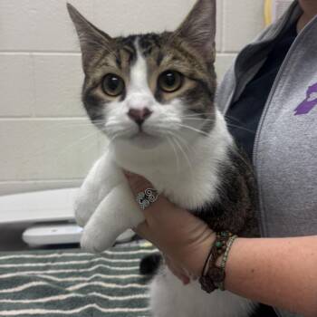 Zoro -  Domestic Short Hair Cat for Adoption in Murray, Utah - Zoro | PetCurious