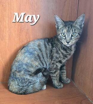 May -  Domestic Short Hair Cat for Adoption in Quail Heights, Florida - May | PetCurious