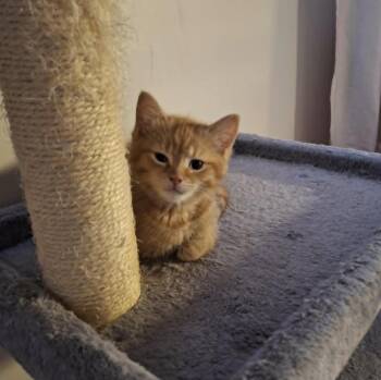 Oliver -  Tabby Cat for Adoption in Montreal, Quebec - Oliver | PetCurious