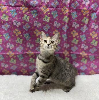 Sawyer -  Domestic Short Hair Cat for Adoption in Upper Sandusky, Ohio - Sawyer | PetCurious