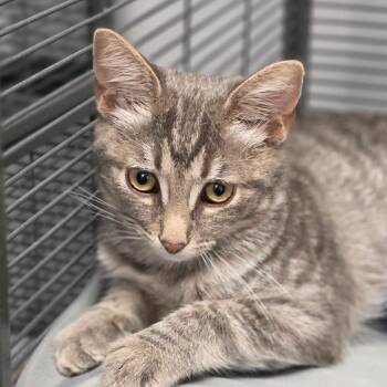 Nova -  Domestic Medium Hair Cat for Adoption in Muncie, Indiana - Nova | PetCurious