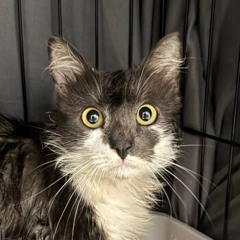 Rescue Domestic Medium Hair Cats for Adoption in Chino Hills, California - Romeo(C000-649) - City Of Industry Location | PetCurious