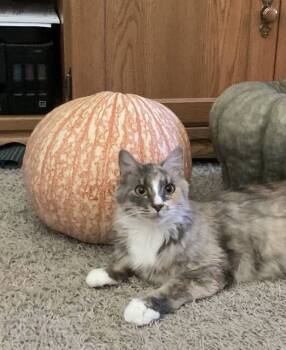 Rescue Domestic Medium Hair Cats for Adoption in Fruit Heights, Utah - Xena | PetCurious
