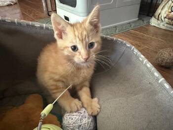 Finley -  Domestic Short Hair Cat for Adoption in Adrian, Michigan - Finley | PetCurious