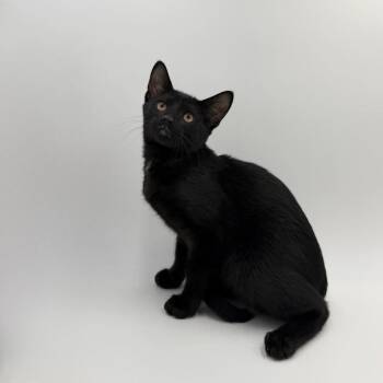 Galaxy -  Domestic Short Hair Cat for Adoption in State College, Pennsylvania - Galaxy | PetCurious