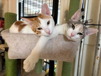 Rescue Domestic Short Hair Cats for Adoption in Seattle, Washington - Ninita And Chiquita | PetCurious