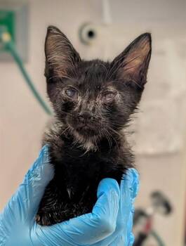 WINKY -  Domestic Short Hair Cat for Adoption in Fort Lauderdale, Florida - WINKY | PetCurious