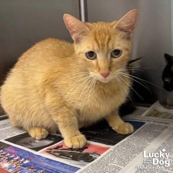 Bambi -  Domestic Short Hair Cat for Adoption in Washington, District Of Columbia - Bambi | PetCurious
