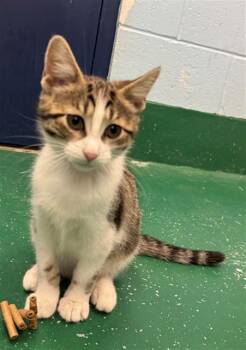 Domestic Short Hair Cats Available for Adoption in Peoria, Illinois - MS. BUBBLES | PetCurious