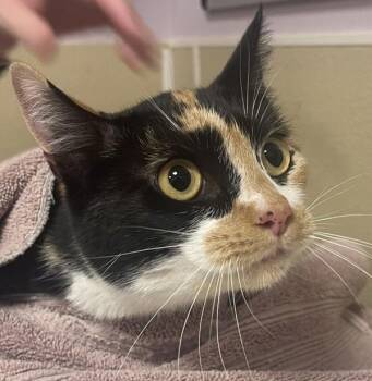 Domestic Short Hair Cats Available for Adoption - Marble Rye | PetCurious