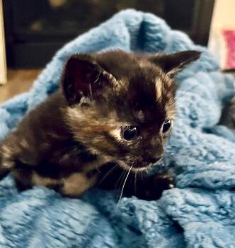 Gayle -  Domestic Short Hair Cat for Adoption in Columbia, Illinois - Gayle | PetCurious