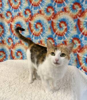 Callie -  Domestic Short Hair Cat for Adoption in Upper Sandusky, Ohio - Callie | PetCurious