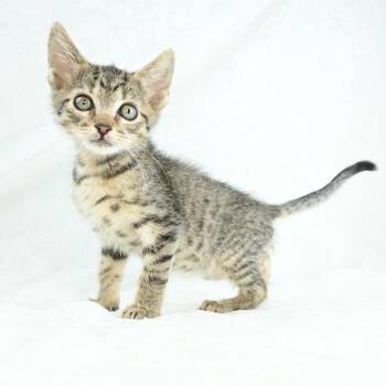 Mardy -  Domestic Medium Hair Cat for Adoption in Mobile, Alabama - Mardy | PetCurious