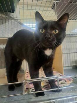 DILL PICKLE -  Domestic Short Hair Cat for Adoption in Easton, Maryland - DILL PICKLE | PetCurious