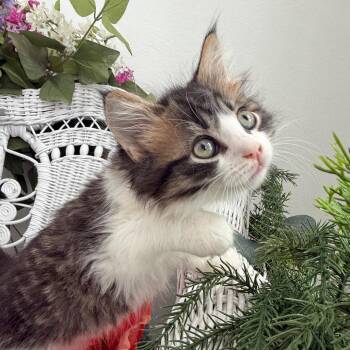 Domestic Medium Hair Cats Available for Adoption in Eaton Rapids, Michigan - Homeskillet 56001 | PetCurious