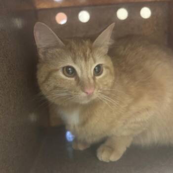 Domestic Short Hair Cats Available for Adoption in Birmingham, Alabama - Gumby | PetCurious