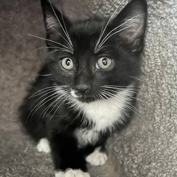 Tink -  Domestic Short Hair Cat for Adoption in Grantsville, Utah - Tink | PetCurious