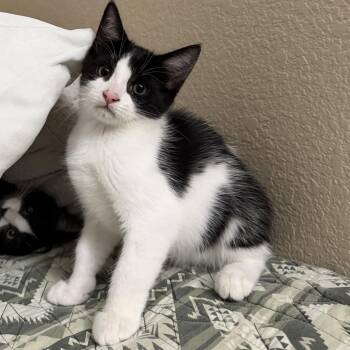 Bucket -  Domestic Short Hair Cat for Adoption in Riverside, California - Bucket | PetCurious