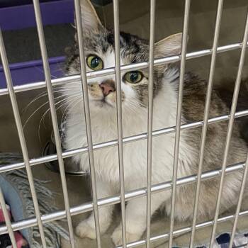 Domestic Short Hair Cats Available for Adoption in Auburn, Alabama - Pandora | PetCurious