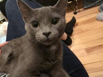 Domestic Short Hair Cats Available for Adoption - Prudence | PetCurious