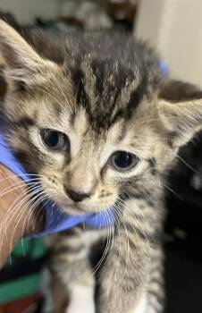 Domestic Short Hair Cats Available for Adoption in Doral, Florida - KEN | PetCurious