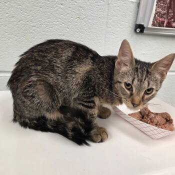 Agnes -  Domestic Short Hair Cat for Adoption in Chattanooga, Tennessee - Agnes | PetCurious
