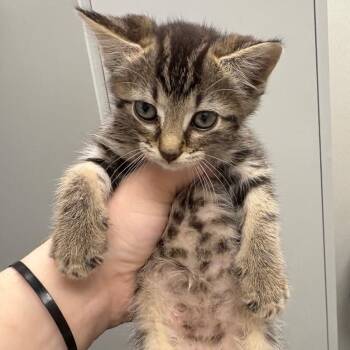 Mochi -  Domestic Short Hair Cat for Adoption in Columbiana, Alabama - Mochi | PetCurious