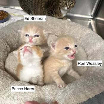 Prince Harry -  Domestic Short Hair Cat for Adoption in Madison, Wisconsin - Prince Harry | PetCurious