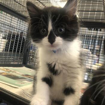 Domestic Medium Hair Cats Available for Adoption - Potato | PetCurious