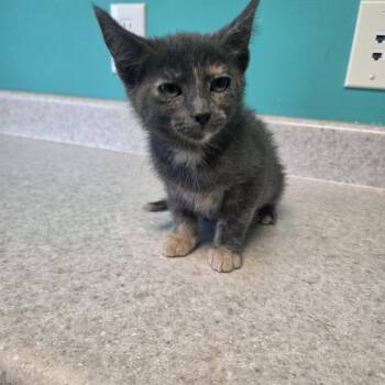 Flower Pot -  Dilute Tortoiseshell Cat for Adoption in Brookings, South Dakota - Flower Pot | PetCurious